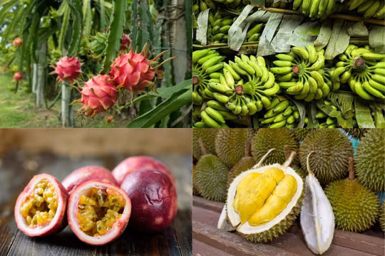 Bí quyết nào giúp nông nghiệp vùng Duyên hải Nam Trung bộ và Tây Nguyên thắng lớn sau đợt thiên tai lịch sử?
