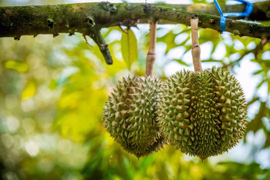 Sầu riêng xuất khẩu ách tắc, Bộ Nông nghiệp và Môi trường chỉ đạo khẩn