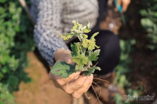 Hà Nội: Hoa Tây Tựu bán rẻ nửa giá, người trồng cắt bỏ đầy đồng sau mưa lớn