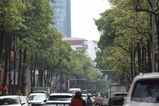 Cận cảnh những tuyến đường trồng nhiều hoa sữa nhất Hà Nội, 600m có hơn 130 cây