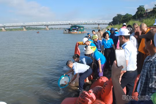 Hơn 30.000 con cá được thả xuống sông Hồng, góp phần tái tạo nguồn lợi thủy sản