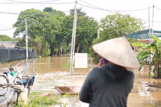 Làng hoa Tây Tựu chìm trong biển nước, người dân xót xa nhìn hoa màu bị ngập