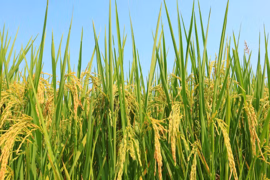 Hà Nội sẽ đô thị hóa tới 60% diện tích nhưng vẫn giữ 45.000 ha đất lúa