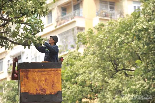 Hà Nội cắt tỉa 992 cây hoa sữa trên 13 tuyến đường