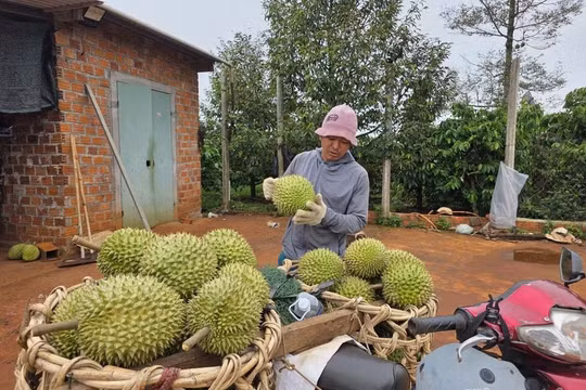 Sầu riêng tươi Việt Nam chính thức được xuất khẩu sang Ấn Độ