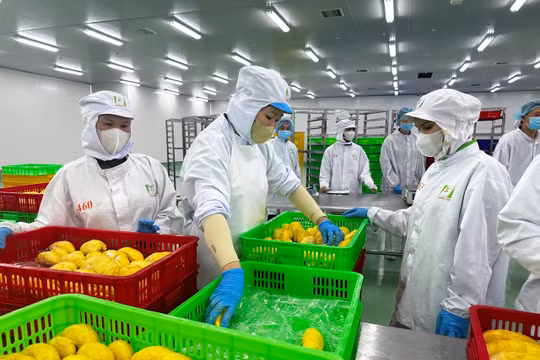 Đề xuất rút ngắn thời gian cấp mã số vùng trồng xuống còn 3 ngày