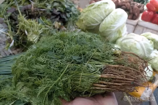 Nhiều loại rau ở Hà Nội tăng giá gấp 3-4 lần, đắt ngang giá thịt bò