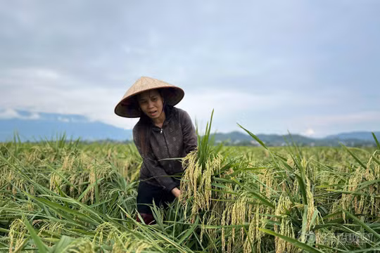 Nhiều diện tích lúa ở Phú Thọ đổ rạp sau mưa lớn, nông dân lo mất trắng