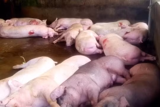 Cà Mau xuất hiện ổ dịch tả lợn châu Phi