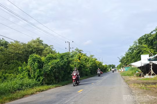 Cà Mau: Hơn 3.766 tỷ đồng đầu tư tuyến đường ven biển