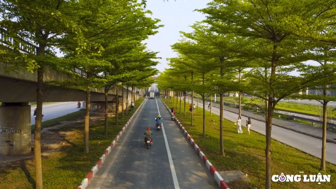 can canh hang cay bang dai loan dang gay sot o ha noi hinh 3