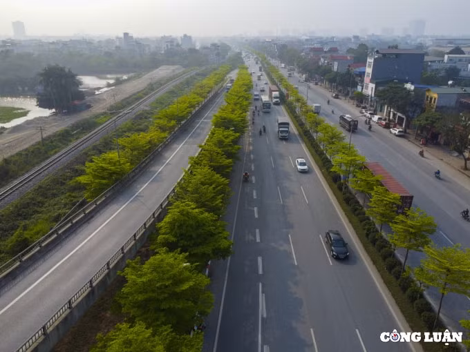 can canh hang cay bang dai loan dang gay sot o ha noi hinh 13