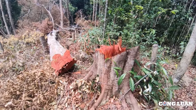 gia lai xa di kiem tra hang ngay van khong biet lam tac mo cong truong khai thac go hinh 2