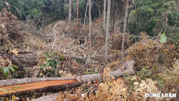 gia lai xa di kiem tra hang ngay van khong biet lam tac mo cong truong khai thac go hinh 4