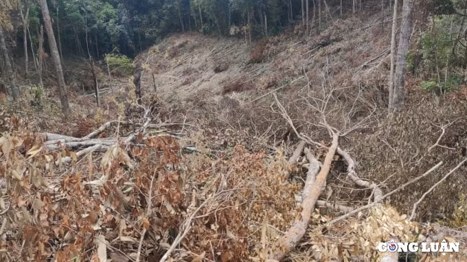 gia lai xa di kiem tra hang ngay van khong biet lam tac mo cong truong khai thac go hinh 3