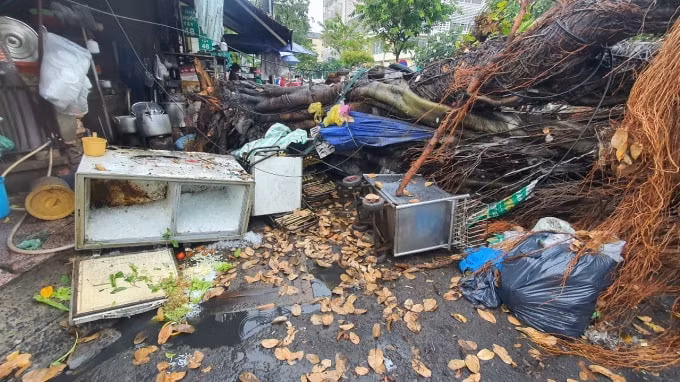 tp hcm giong lon cay da khong lo bat goc khien nhieu nguoi bo chay tan loan hinh 2