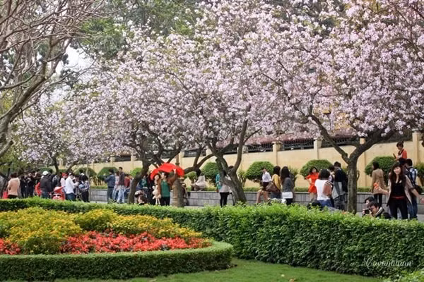 nhung dia diem check in sieu hot tai ha noi thang 3 hinh 2