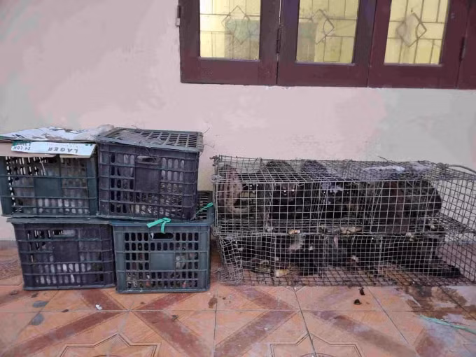 chan dung xe khach van chuyen 17 ca the dong vat khong ro nguon goc hinh 2