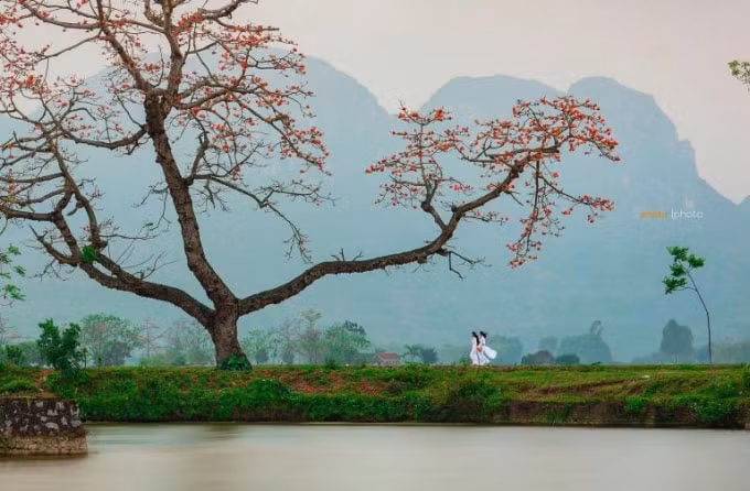 nhung loai hoa bung no ruc ro vao thang 3 hinh 3