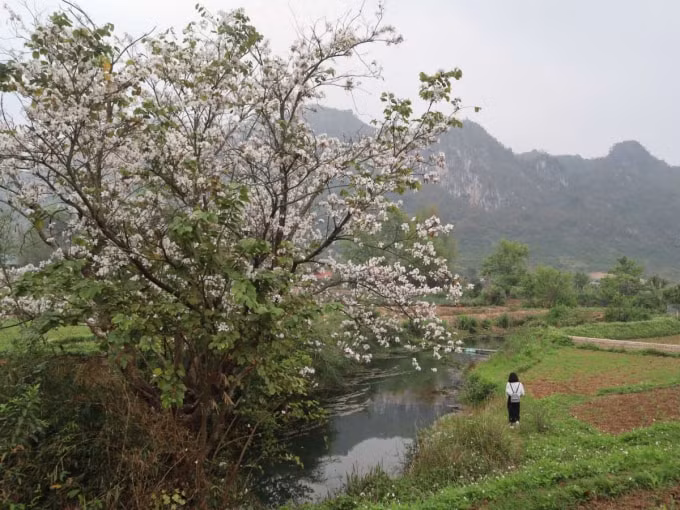 nhung loai hoa bung no ruc ro vao thang 3 hinh 6