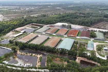Quảng Trị: Yêu cầu xử lý trang trại heo xả thải trực tiếp ra môi trường