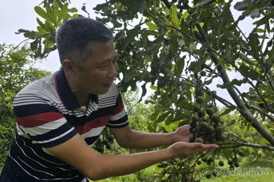 Hành trình bám rễ trên đất khó của loại cây được ví như 'nữ hoàng' các loại hạt