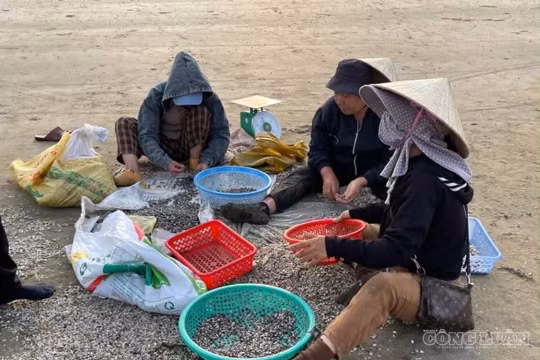 Ngư dân đạp sóng biển, đi giật lùi bắt ốc tí hon kiếm tiền triệu