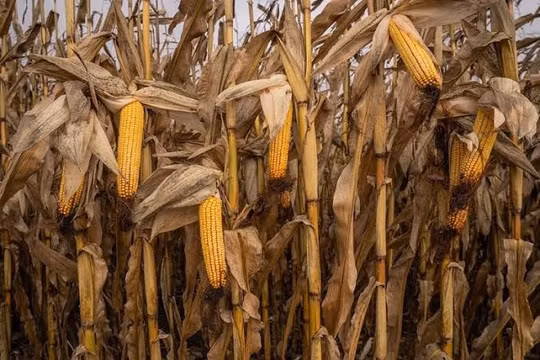 Xuất khẩu đình trệ, vụ ngô Ukraine chật vật tìm chỗ chứa