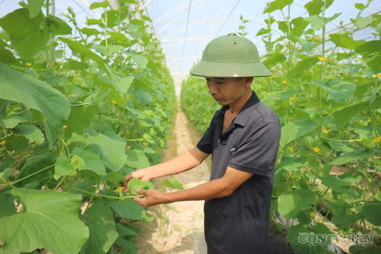 Kỹ sư bỏ lương cao về quê làm nông nghiệp với cách làm độc đáo