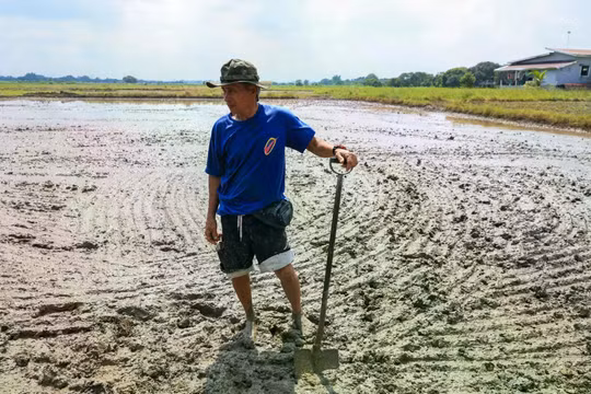 Vựa lúa châu Á đối mặt "cơn bão kép": El Niño và chi phí sản xuất leo thang