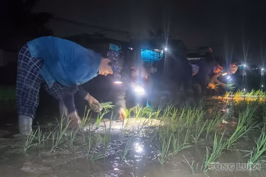Nông dân đội đèn cấy lúa trong đêm tránh nắng nóng