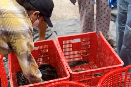 người dân xã Vĩnh Hoàng (tỉnh Quảng Trị) kiếm thu nhập hàng trăm triệu đồng/năm nhờ những mô hình nuôi cá trên cát trắng