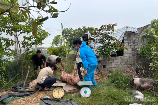 Nghệ An chấn chỉnh công tác phòng, chống dịch tả lợn châu Phi