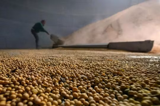 Từ vũ khí kinh tế, đậu tương trở thành 'cầu nối' giữa Mỹ - Trung Quốc