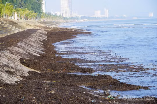 Bãi biển Cửa Lò xuất hiện mùn đen kịt 