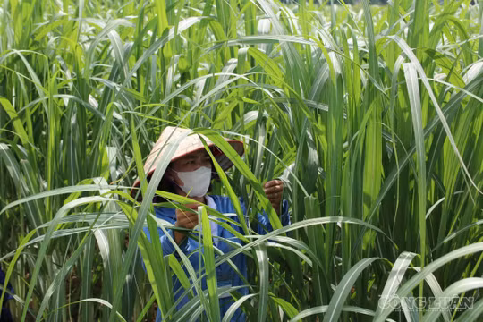 Đưa mía “xuất ngoại” nông dân thu nhập cao gấp 15 lần lúa
