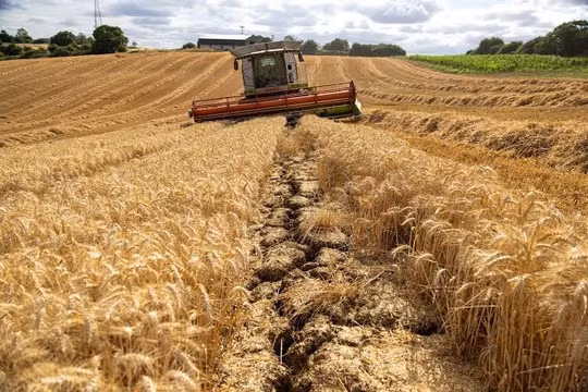 Ukraine cân nhắc chuyển xuất khẩu lúa mì sang các cảng EU