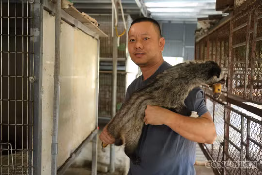 Đứng dậy sau thất bại, anh nông dân thu tiền tỷ mỗi năm từ con vật tỏa hương