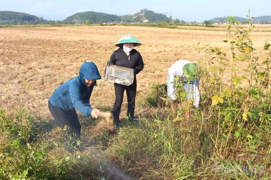 Lãnh đạo, người dân cùng ra đồng diệt chuột