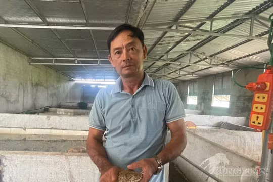 Sau thất bại tiền tỷ, anh nông dân nuôi ếch thành công nhờ bí quyết riêng