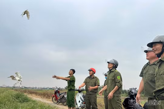Phá “ma trận” bẫy tận diệt chim trời