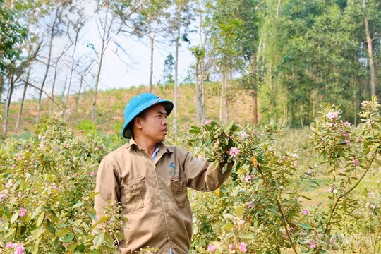 Rời ghế giám đốc, thanh niên về quê trồng loài cây hoang dại