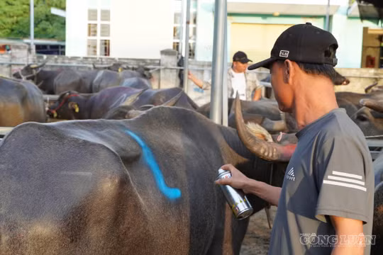 Phiên chợ đặc biệt: 'Chốt' mua trâu, bò bằng một vệt sơn