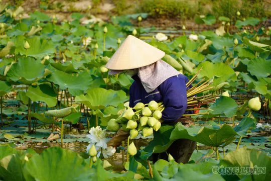 Đôi vợ chồng trẻ lập nghiệp với sen trên quê Bác