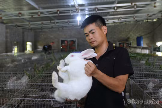 Mô hình nuôi thỏ bán thịt kết hợp du lịch trải nghiệm: Niềm tin của ông chủ trang trại trẻ