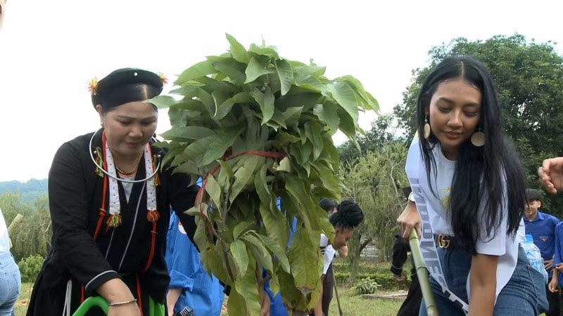 thi sinh hoa hau du lich the gioi trong cay tai vinh phuc hinh 2