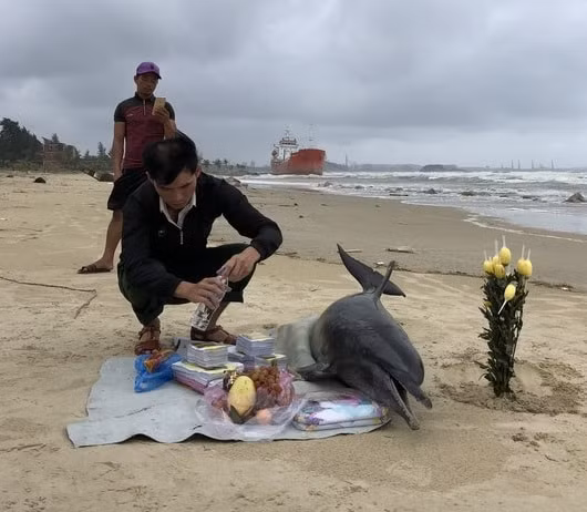 Thực hiện nghi lễ cúng trước khi đưa cá Ông về lăng vạn Hải Ninh.