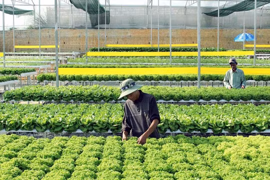 Hàng loạt ưu đãi 'khủng' cho dự án trong khu nông nghiệp công nghệ cao