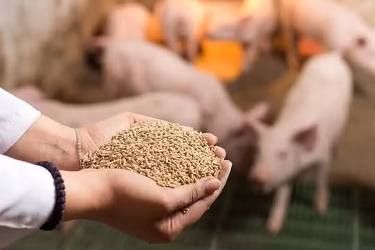 Sản xuất, buôn bán thức ăn chăn nuôi chứa chất cấm bị phạt tới 100 triệu đồng