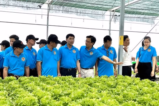 Tổ hợp tác chuyển đổi sang hợp tác xã được hỗ trợ miễn phí dịch vụ thuế, kế toán 3 năm